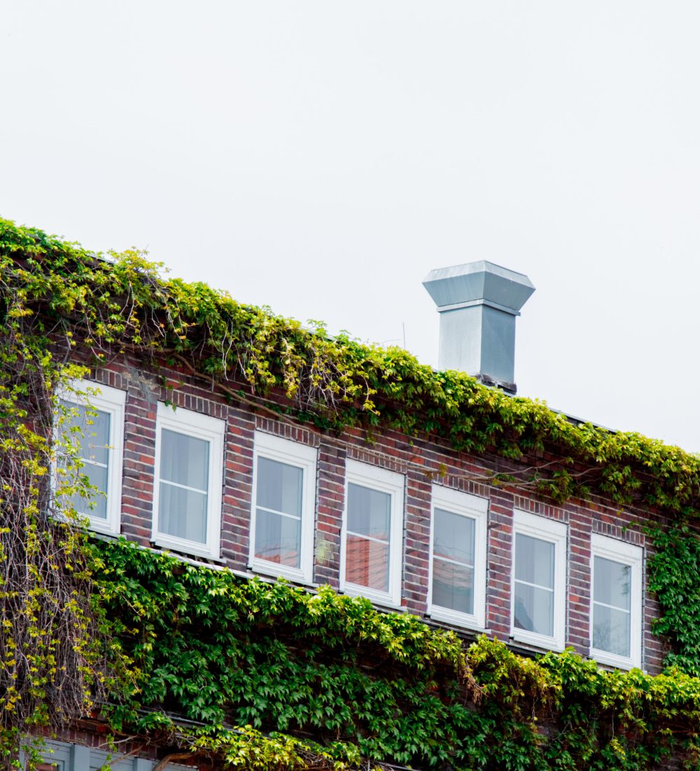 Wild grapes on modern building . Side wiew